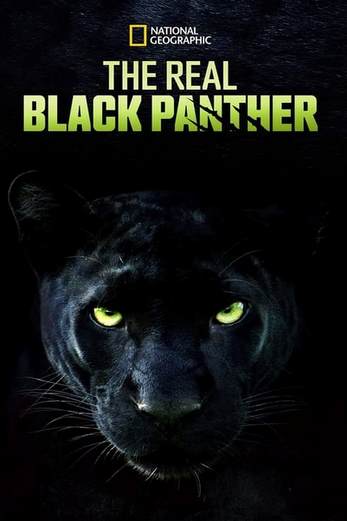 دانلود فیلم The Real Black Panther 2020 دوبله فارسی